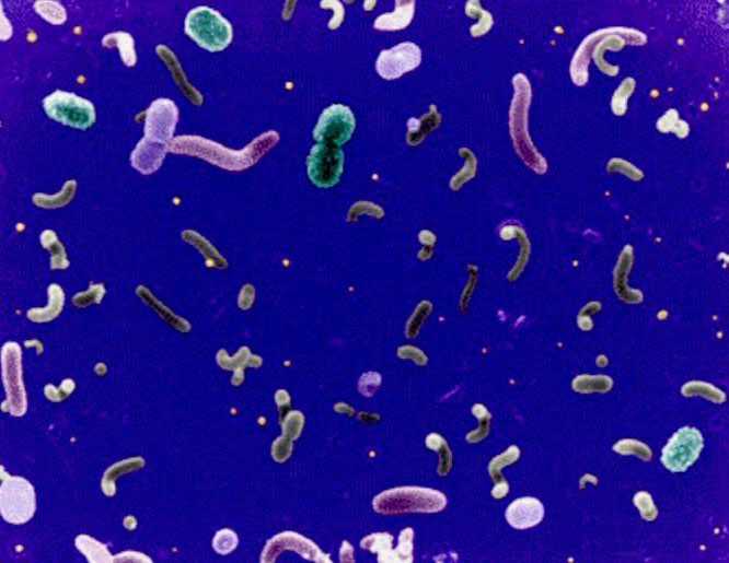 Marine microbes - image: NOAA